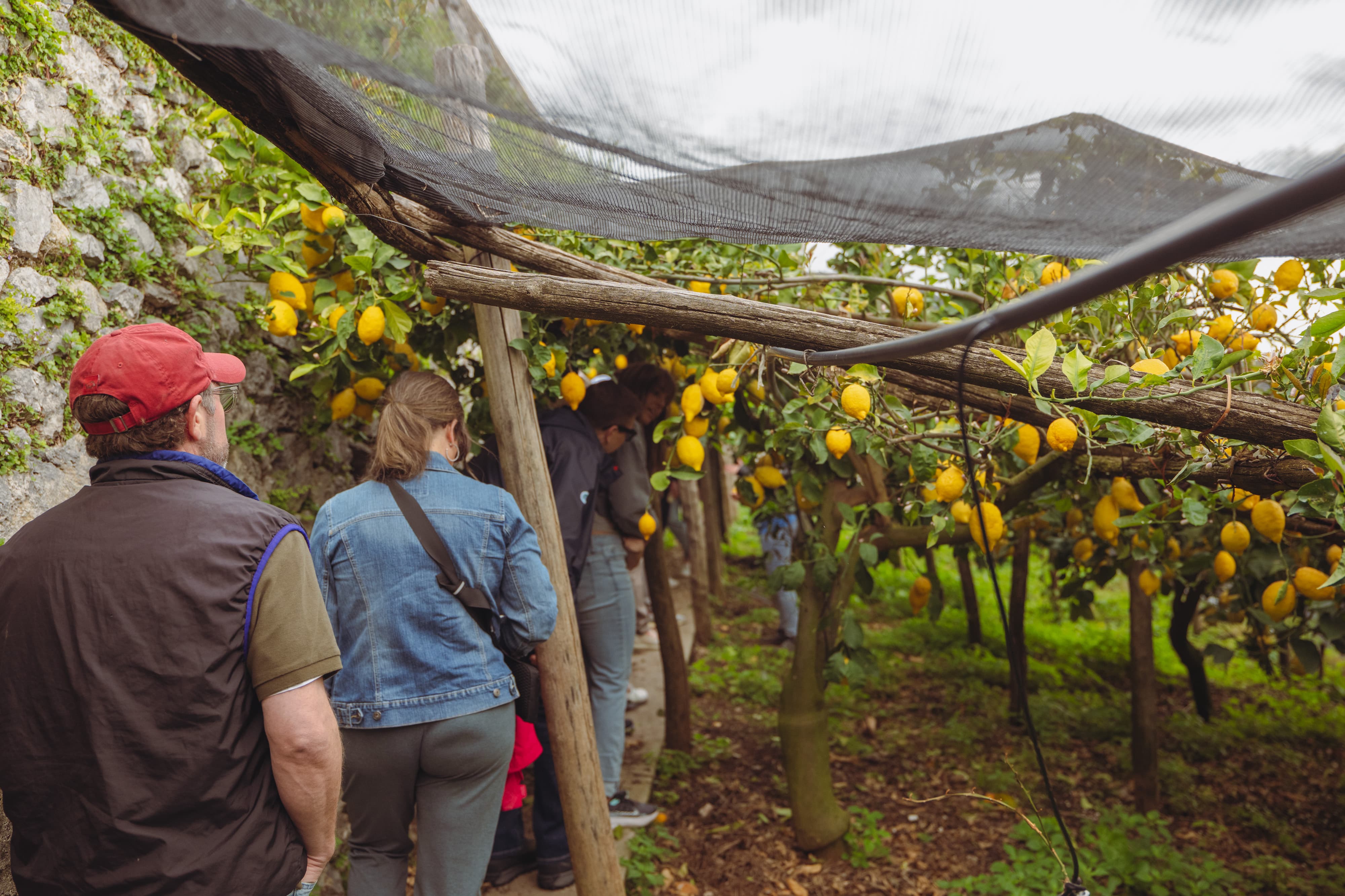 people in a lemon field during an incentive trip