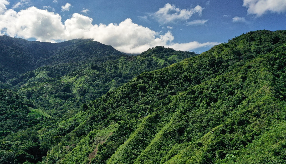 Green forest in the moutains