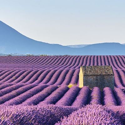 lavender field in Provence