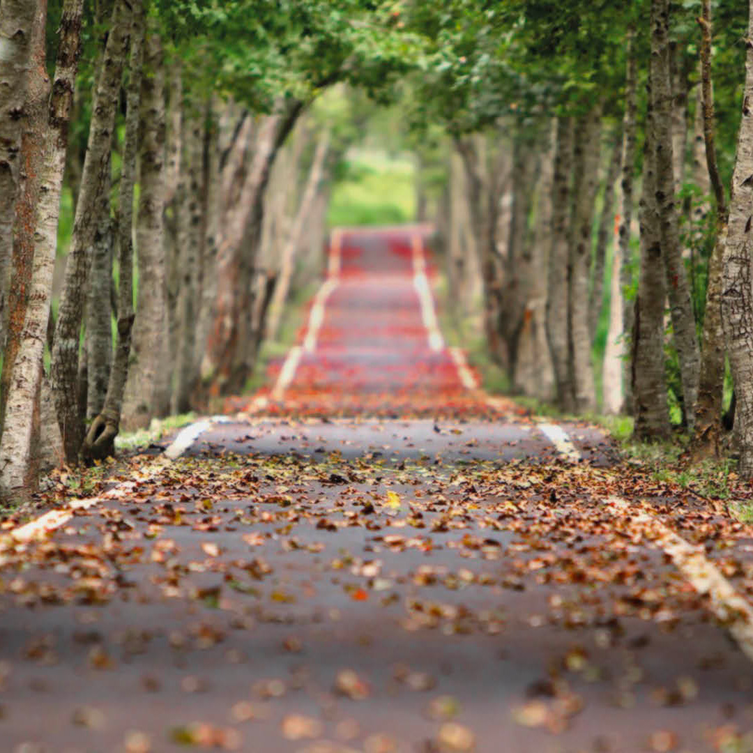 walkway under the trees