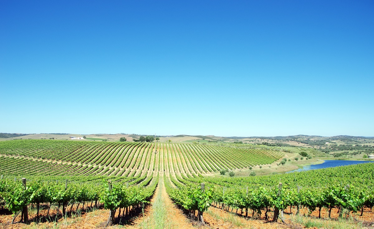 Alentejo vineyards